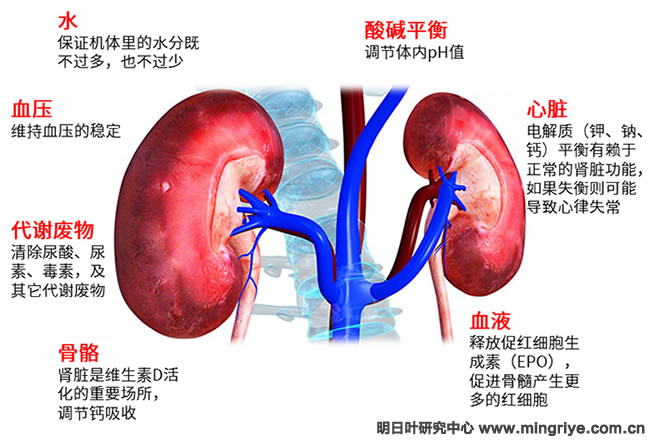 对叶肾的功效与作用图片